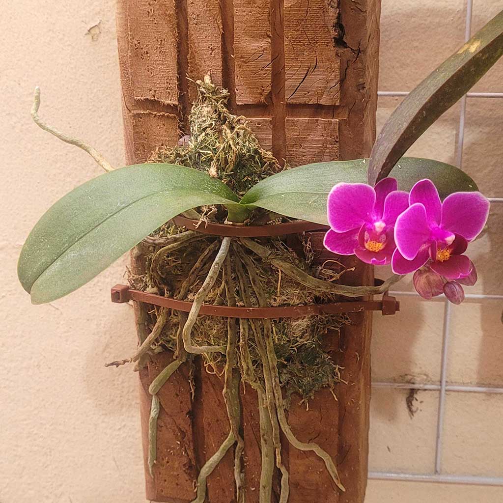 Z Carrossel fotos orquideas em suportes (15)